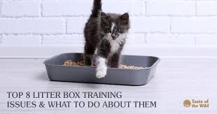 The Top 8 Litter Box Training Issues