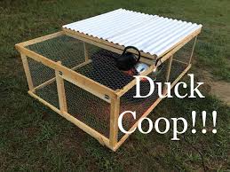 Building A Duck Coop For 80