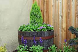 14 Pretty Whiskey Barrel Planter Ideas