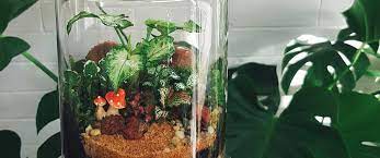 Miniature Rainforest In A Bottle
