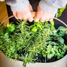 10 Minute Easy Diy Indoor Herb Planter