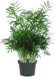 20 Types Of Indoor Palms And How To