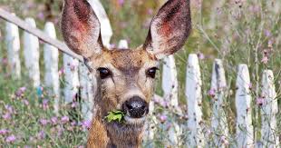 Deer Proofing Your Garden
