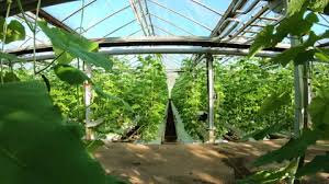 Industrial Greenhouse For Growing