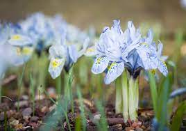 Spring Bulbs For Containers Beds And