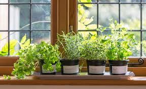 How To Grow Herbs Indoors The Home Depot