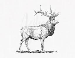 Deer Digital Elk Wapiti Line