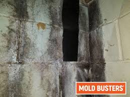 Mold In Garage How To Prevent And How