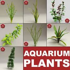 Aquarium Plants Collection 3d Model