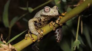 Frog Species Discovered Is Named After