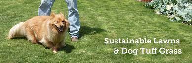 Sustainable Lawns Dog Tuff Grass
