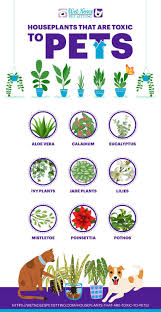 Houseplants That Are Toxic To Pets