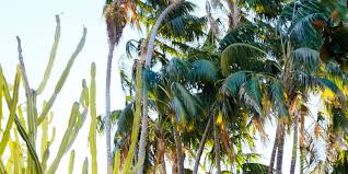 Palm Tree Varities That Became Western