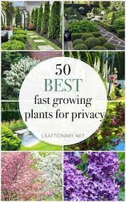 50 Fast Growing Plants For Privacy To