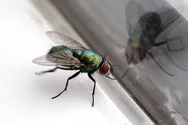 How To Get Flies Out Of Your Home