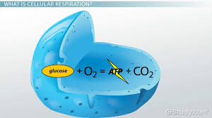 Cellular Respiration Function Steps