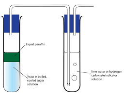 Anaerobic Respiration Diagram Quizlet