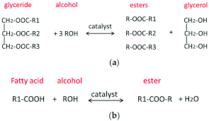 Reaction Equations For Biodiesel