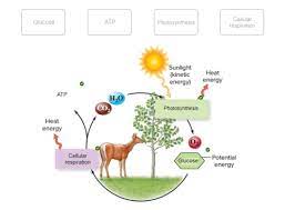 Biology Chapter 6 Hw Flashcards Quizlet