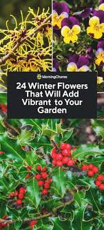 24 Winter Flowers That Will Add Vibrant