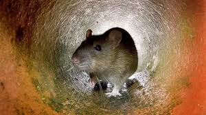 Complaints Over Rats In Social Housing