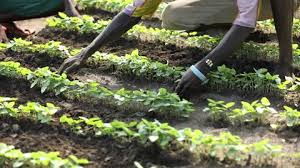 Africa Farmers Stock Footage Royalty