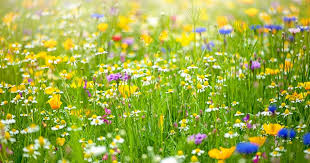 Wildflower Meadows To Be Created In