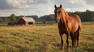 Free Graceful Horse Grazing Image