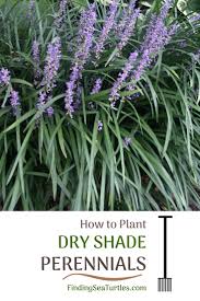 Tips For Planting Dry Shade Perennials