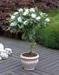 Growing Gardenias In Pots Gardenia