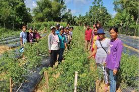 Farmers In Iloilo Establish Vegetable