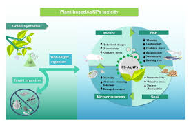 Plant Based Silver Nanoparticles