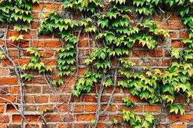 How To Get Ivy Off A Wall And Keep It