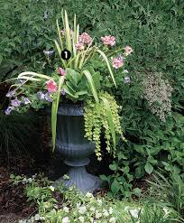 10 Plants For Year Round Containers