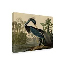 Trademark Fine Art Louisiana Heron By