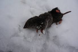 Warning Dead Vole Shrew Photo