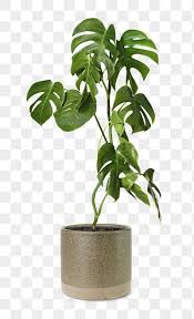 Indoor Flower Pots Monstera Plant