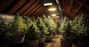 Best Places To Grow Cans In The