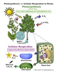 Cellular Respiration In Animals And