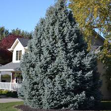 Colorado Blue Spruce Trees For At