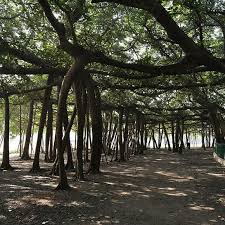 Great Banyan Tree Howrah India