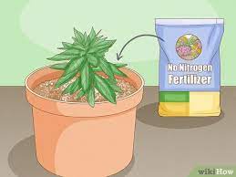 How To Revive An Overfertilized Plant