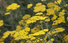 What S In Bloom Descanso Gardens