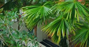 Palm Trees Garden Design In Resort Home