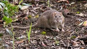 Deter Rats From Your Garden Forever