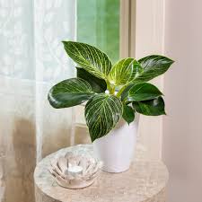 15 Easy Indoor Plants For Beginners