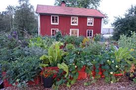 Vegetables For Raised Beds