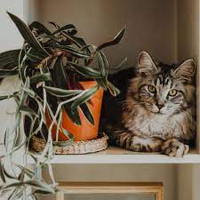 Cat Safety Which Houseplants Are Toxic