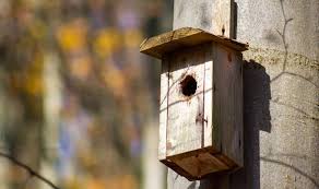 Nest Boxes What Some People Get Wrong