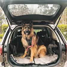 Slingguard Dog Car Seat Cover The Dog